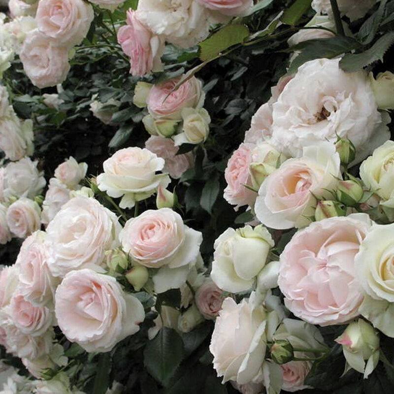 Пэлас Рояль (Palais Royal)