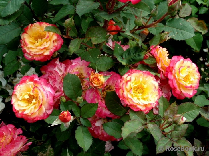 Марсель ан Флёрс (Marseille en Fleurs)