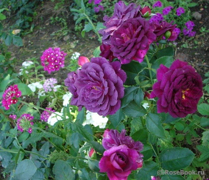 Нью Эйдж (New Age)