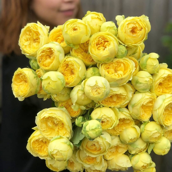 Каталина (Catalina)