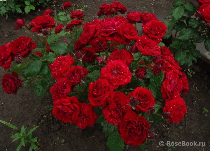 Роза флорибунда Кордула (Cordula)