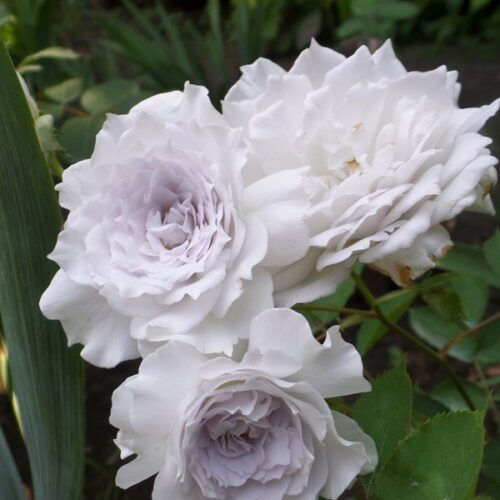 Габриэль (Gabriel)