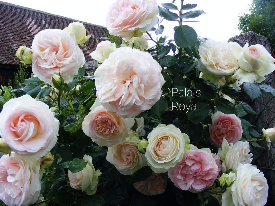 Пэлас Рояль (Palais Royal)