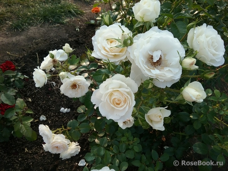 ВАЙТ КЛАУД (WHITE CLOUD)