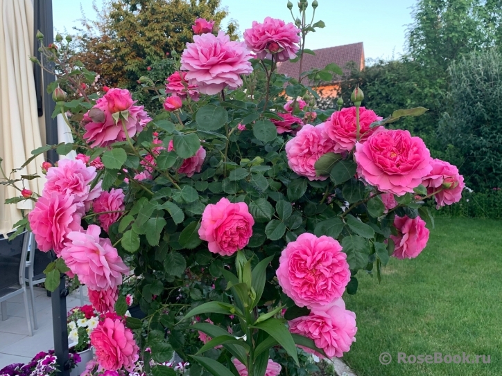 Принцесса Александра Кентская (Princess Alexandra of Kent)