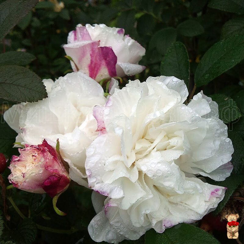 Луиза Багнет (Louise Bugnet )