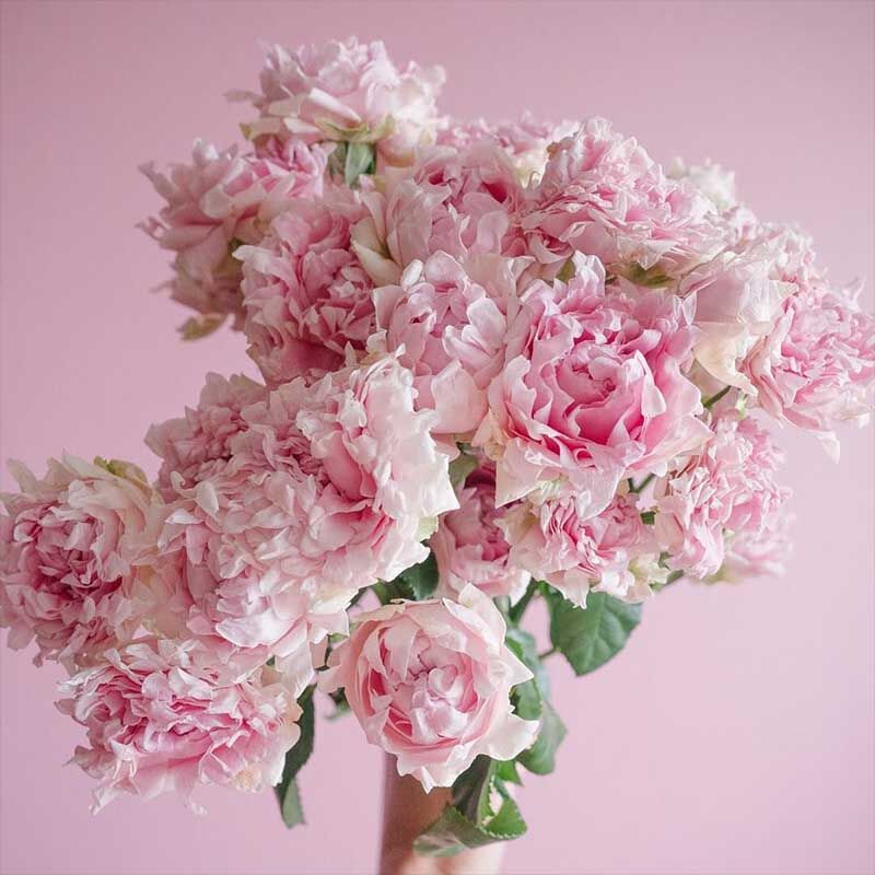 Кэнди Флоу (Candy Flow)