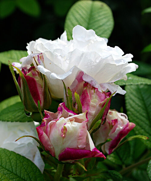 Луиза Багнет (Louise Bugnet )