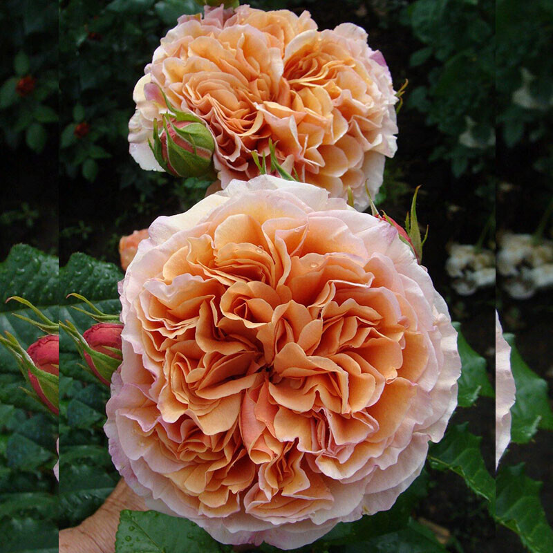 Бэль д`Анжу (Belle d`Anjou)