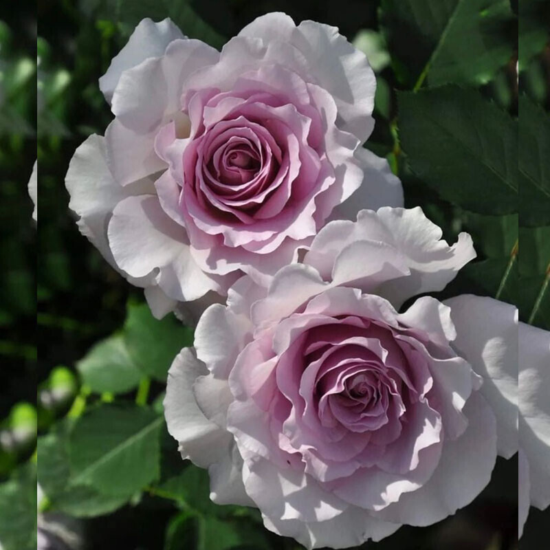 Нью Вейв (New Wave)