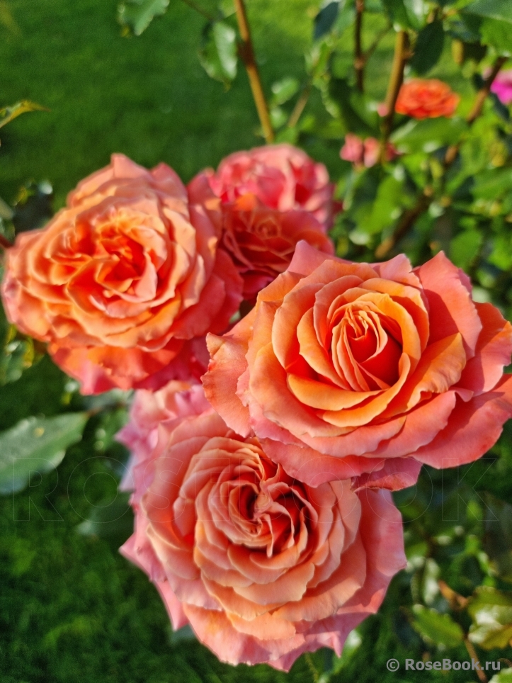 Коппер Лайт (Copper Light)