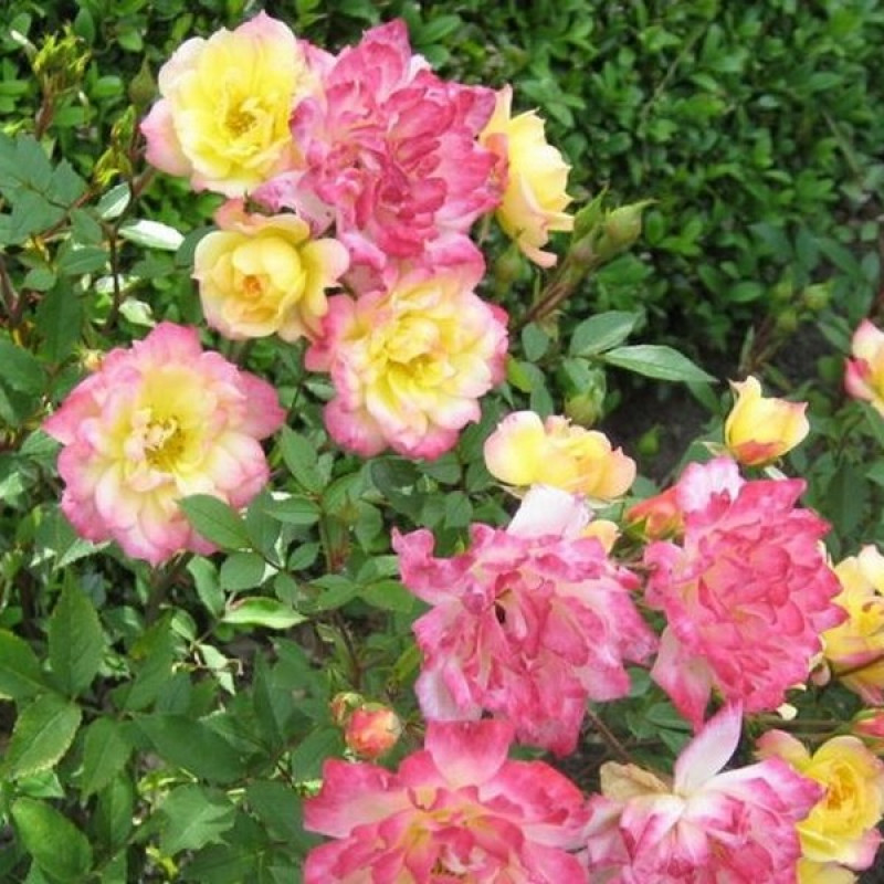 Бэби Маскарад (Baby Masquerade)