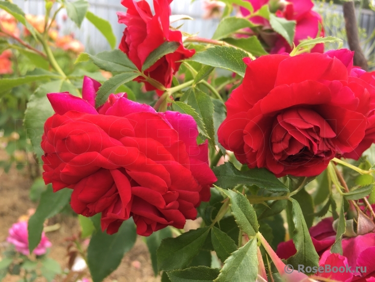 Леди Райдер оф Варшаф (Lady Ryder of Warsaw)