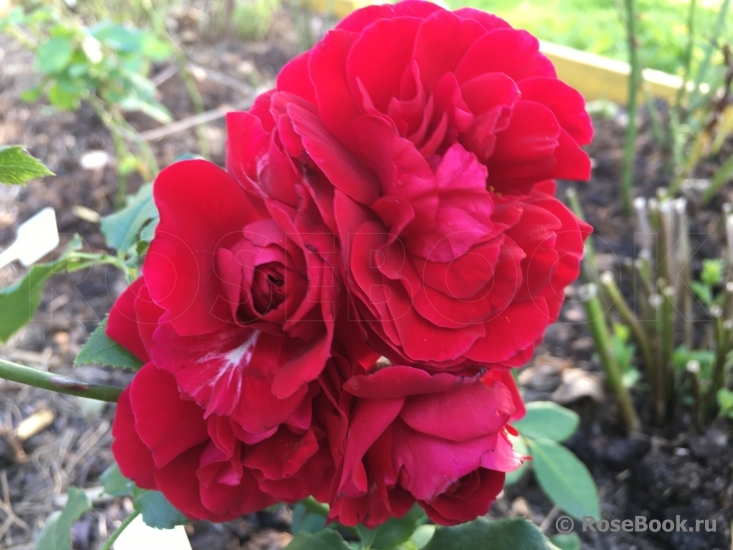 Леди Райдер оф Варшаф (Lady Ryder of Warsaw)