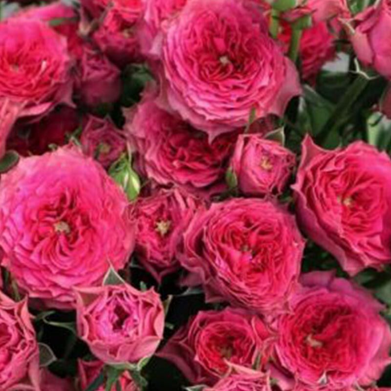 Бабушка Джози (Grandma's Finest Josy)