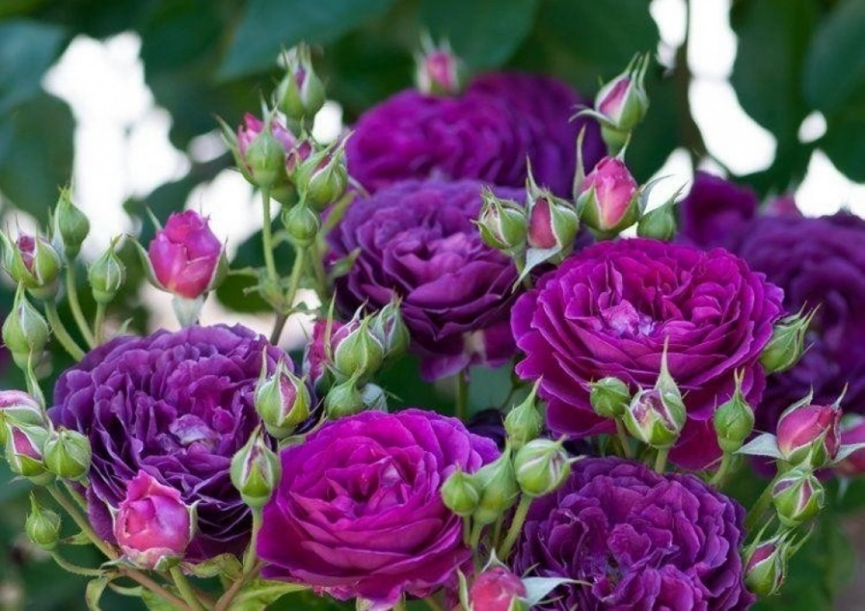 Нью Эйдж (New Age)