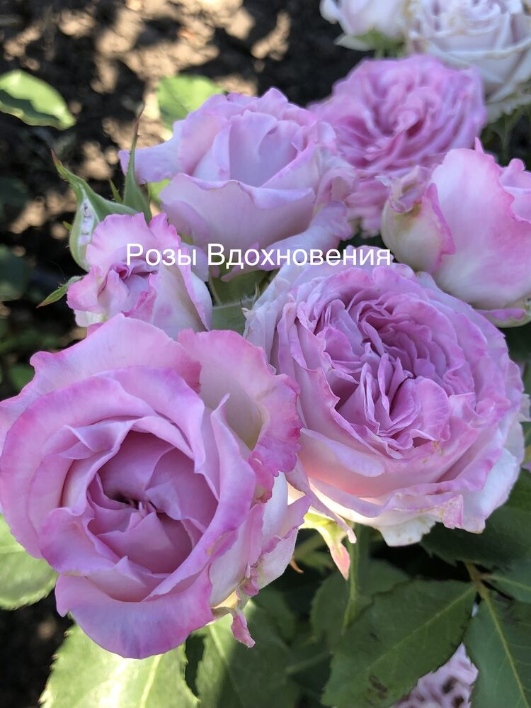 Пачули (Patchouli)