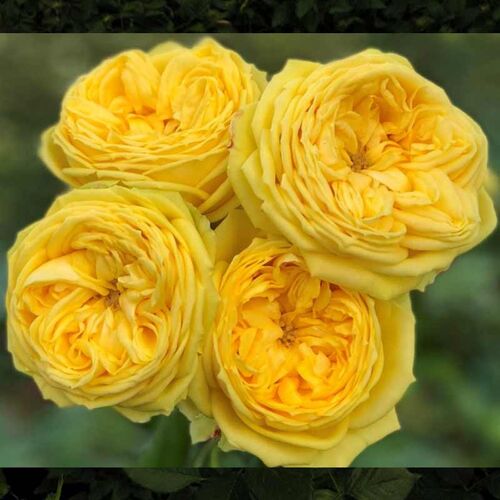 Каталина (Catalina)