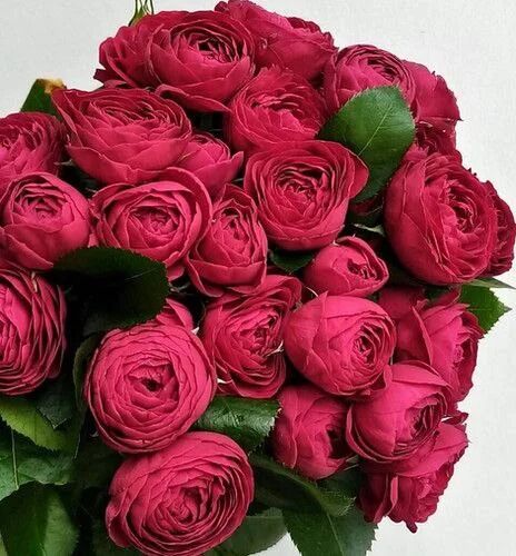 Руби Бижу (Ruby Bijoux