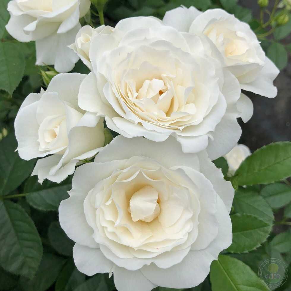 Бэби Шнеевитхен (Baby Schneewittchen)