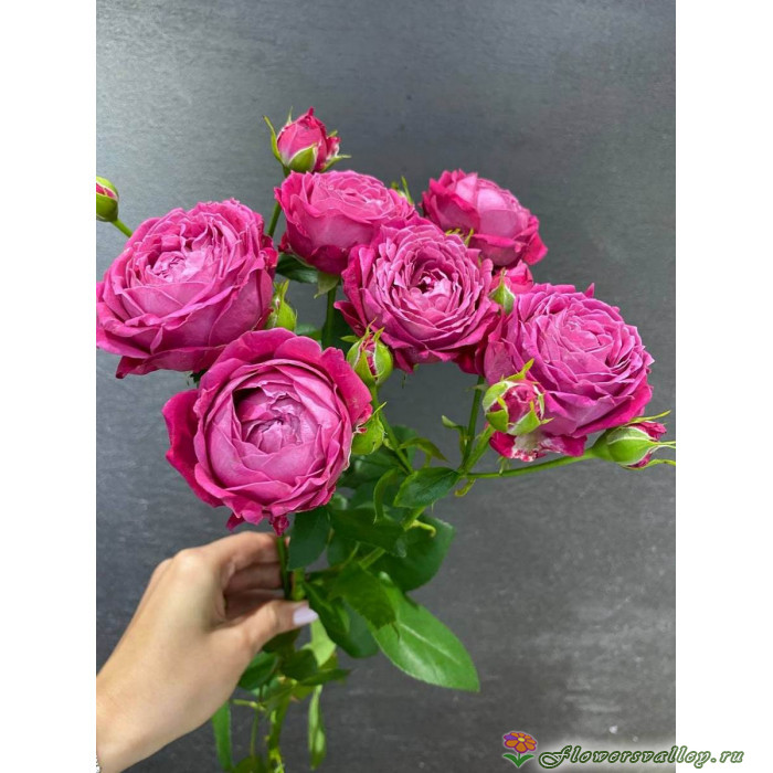 Марвел Баблс (Marvel Bubbles)