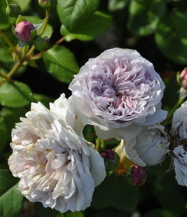 Колор оф Юпитер (Color of Jupiter)