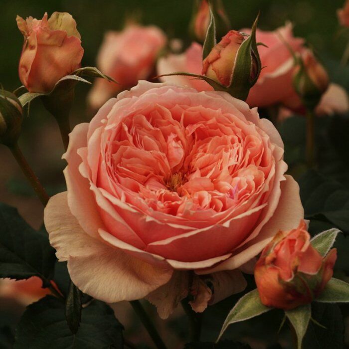 Масора (Masora)