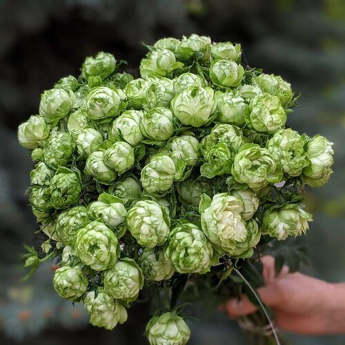 Принцесса Мидори (Princess Midori)