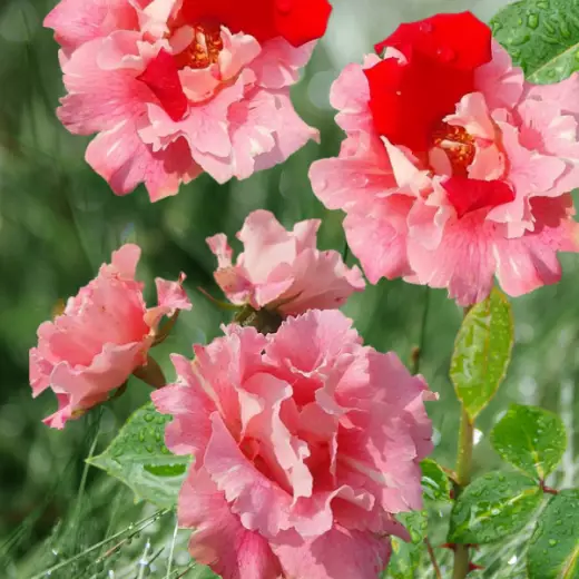 Каната (Kanata)