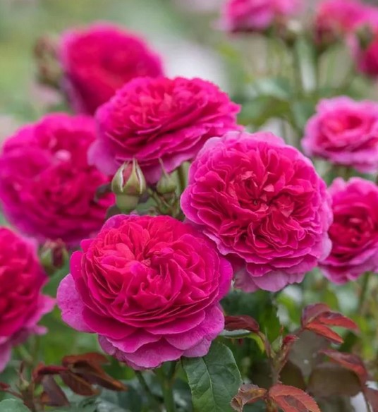 Габриэль Оук (Gabriel Oak)