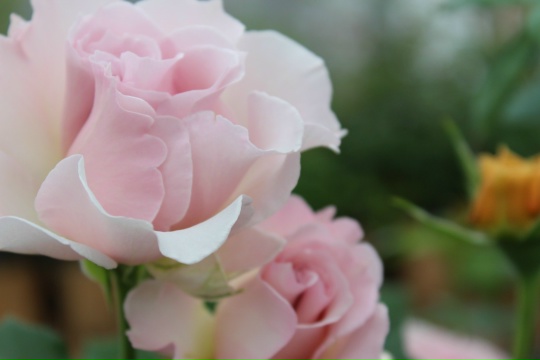 Ла Марье (La Mariee)