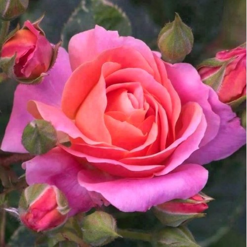 Бэлль Эпок Санфлор (Belle Epoque Sunflor)