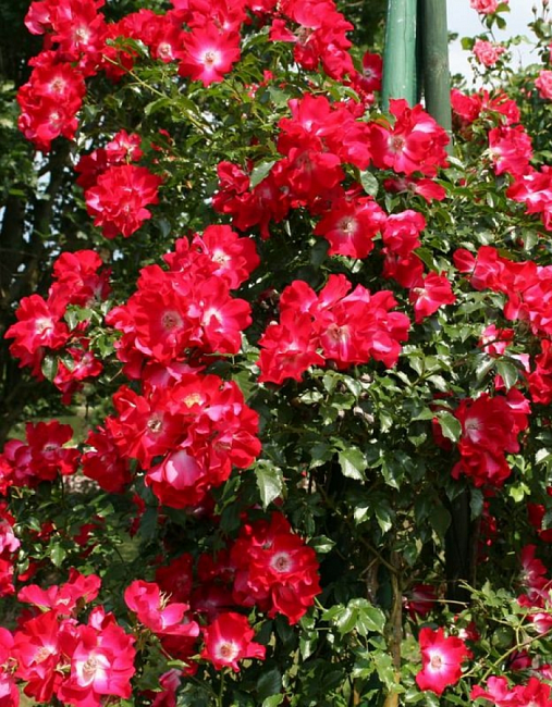 Дортмунд (Dortmund)