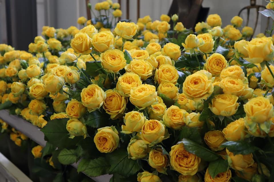 Луна Трендсеттер (Luna Trendsetter)