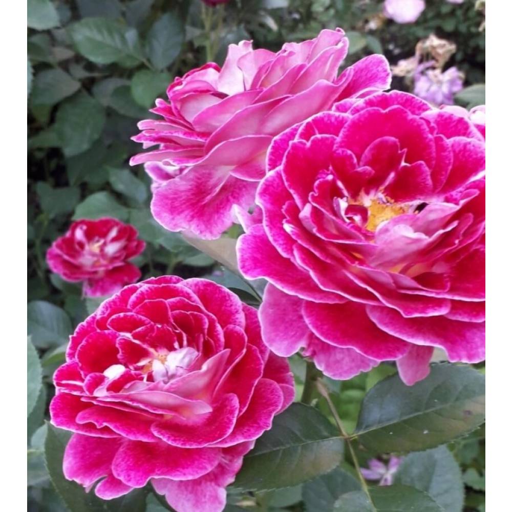 Аббасьаль дэ Понтиньи (Abbatiale de Pontigny)