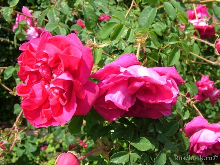 Сериз Буке (Cerise Bouquet)