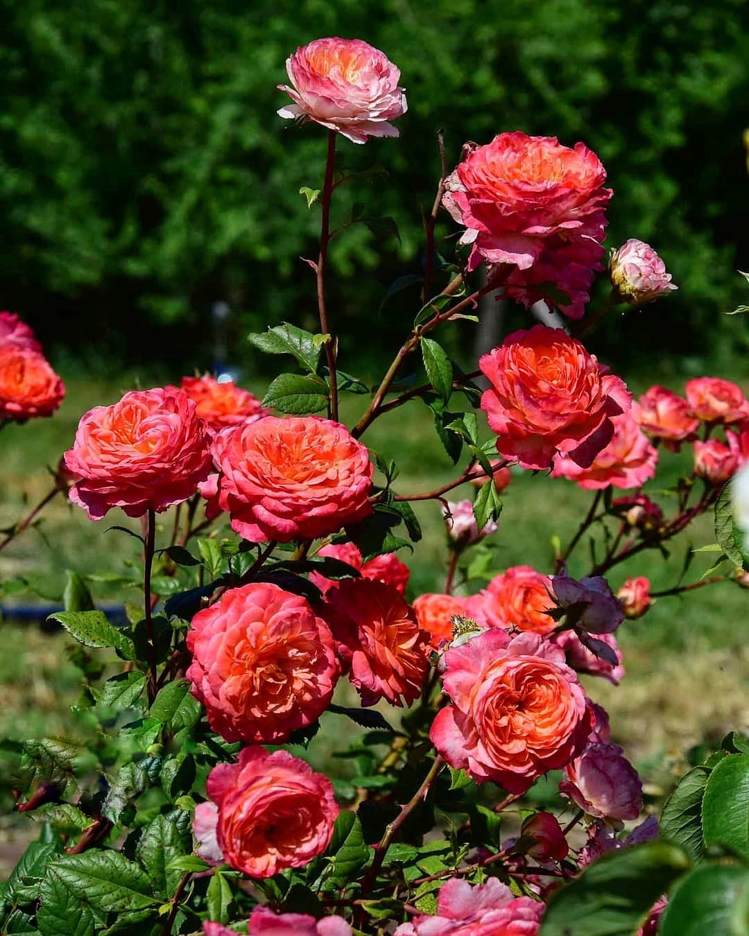 Портландия (Portlandia)