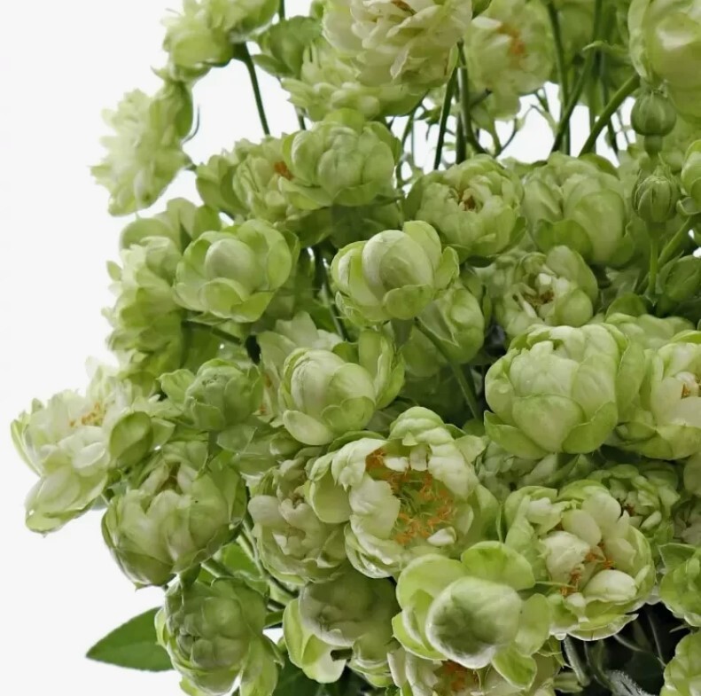 Вайлд Эклер (Wild Eclair)