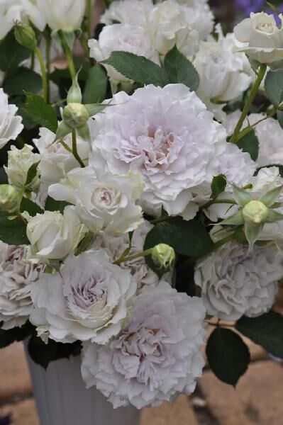 Габриэль (Gabriel)