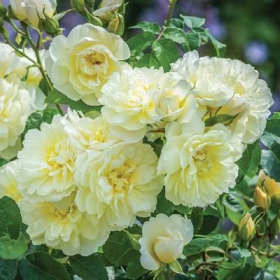 Имоджен (Imogen)