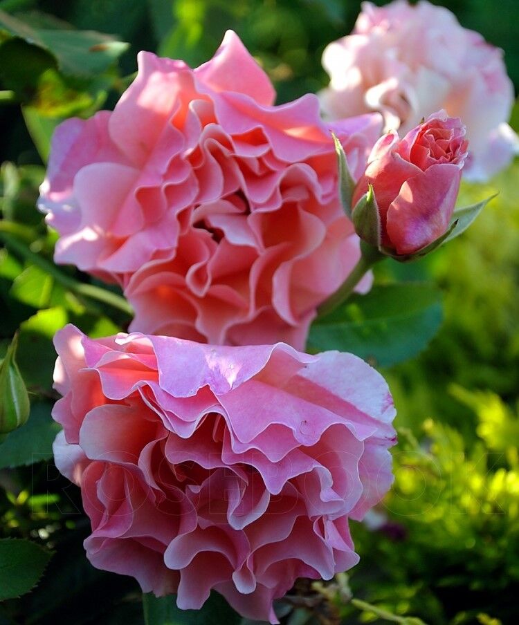 Вумен'с Чойс (Women's Choice)