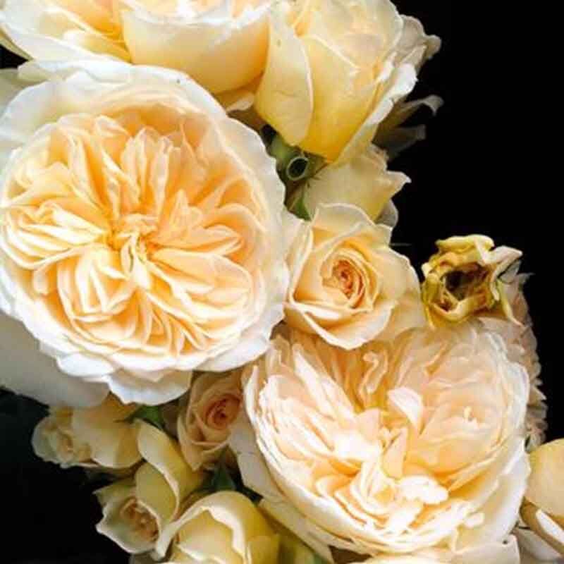 Ликухоталу (Likuhotalu)