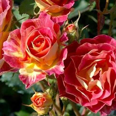 Приер де Сан Косм (Prieure de St Cosme)