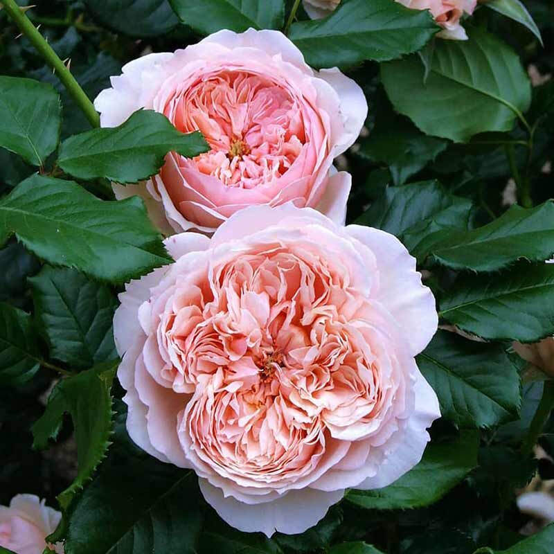 Масора (Masora)