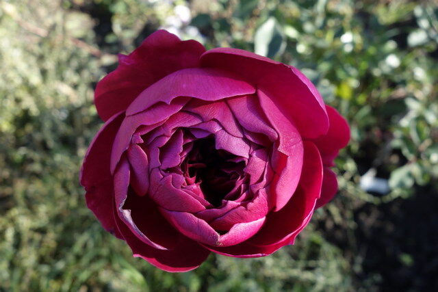 Отон Руж (Autumn Rouge)