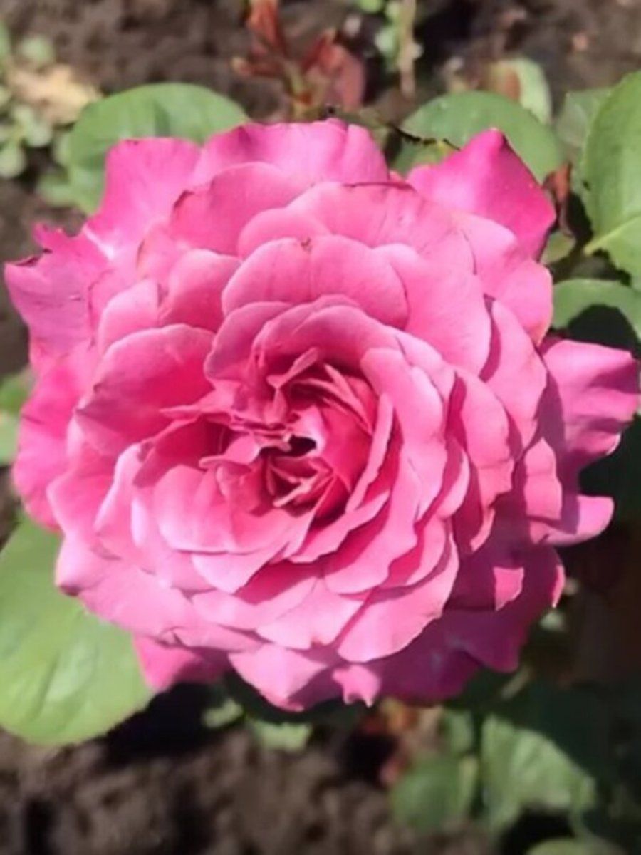 Волнистая рябь(Wavy Ripples)