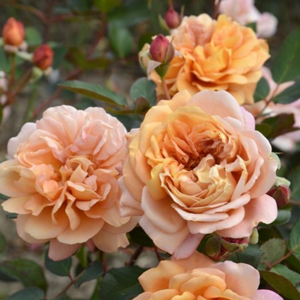 Маррон (Marron)