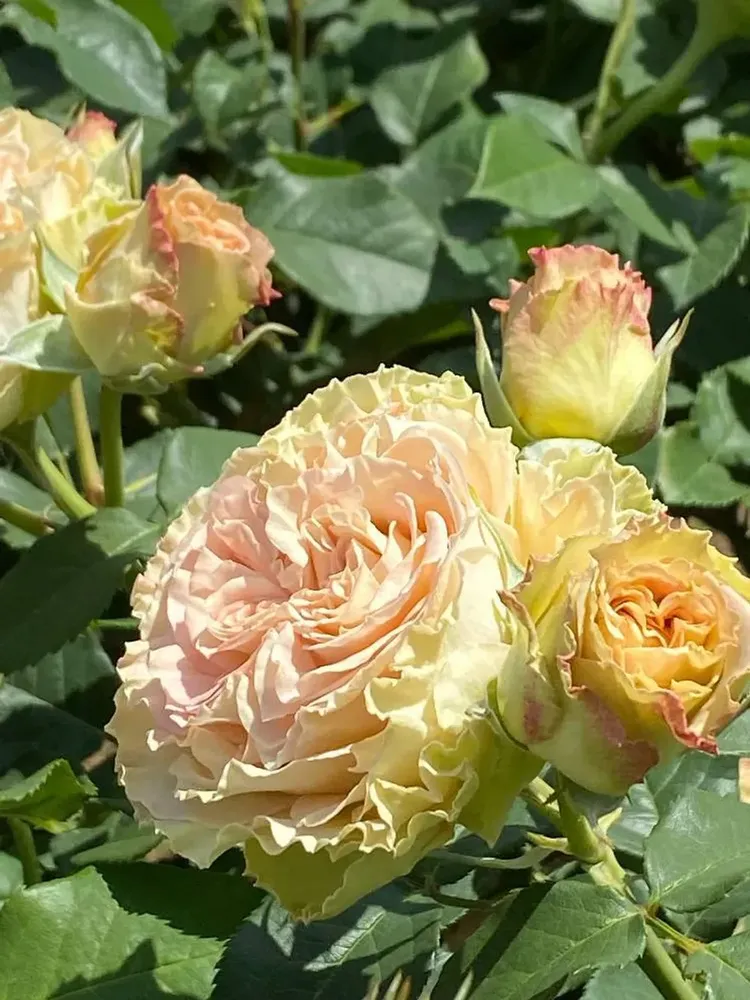 Эмералд Айсленд (Emerald Isle)