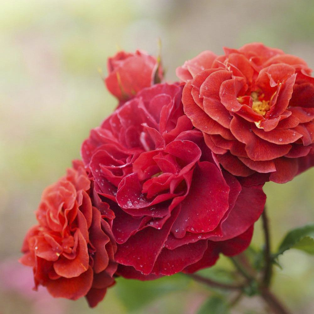 Роза Браун Вельвет (Brown Velvet)