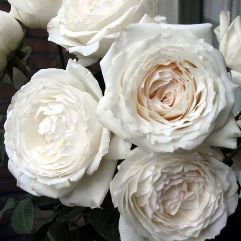 Принцесса Миюки (PRINCESS MIYUKI)